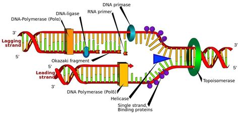 DNA Replication: Steps, Process, Diagram And Simple .